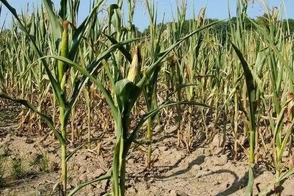 垦沃1号玉米种子登场,中上等肥力地块选择要点解读插图2 垦沃1号玉米种子登场,中上等肥力地块选择要点解读插图2