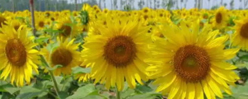 世界公认的三大健康油种，分别为葵花籽油、山茶油、橄榄油的介绍-会东网