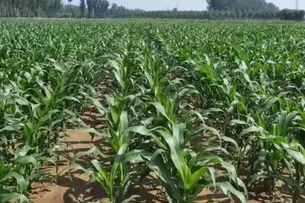 甜糯玉米怎么种植？初春双膜覆盖播种栽培法插图2