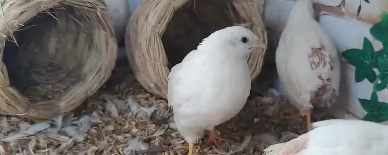 芦丁鸡室内养殖引关注，细菌问题及通风换气要点解读-会东网