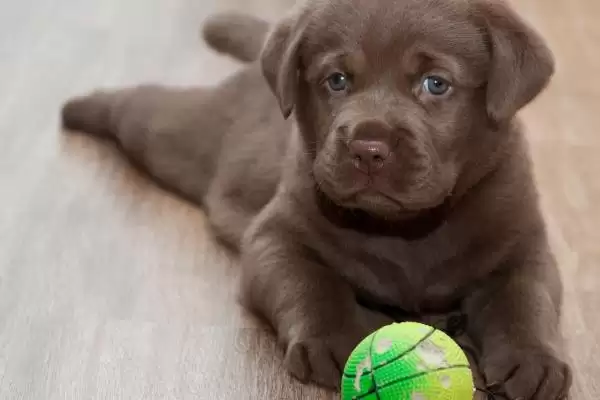 拉布拉多幼犬饲养指南，少量多餐喂食原则要点解读插图3