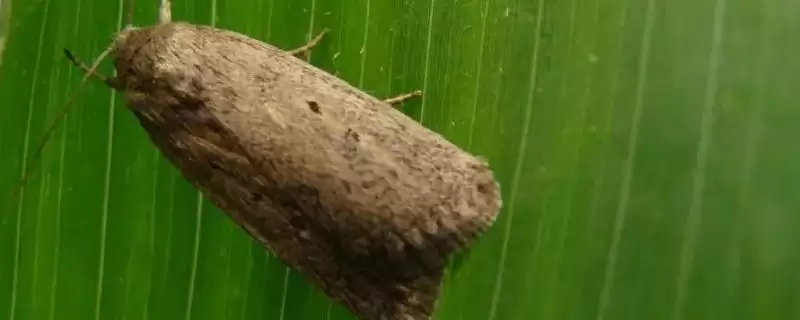 什么时候防治二点委夜蛾效果好，玉米出苗前防治的优势分析-会东网