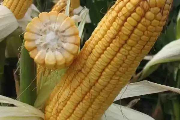 斯达7-15玉米种子特征特性,深入探究其特性插图1 斯达7-15玉米种子特征特性,深入探究其特性插图1