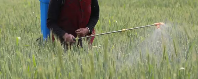 如何正确使用吡嘧磺隆,水稻幼苗期药害及使用要点插图 如何正确使用吡嘧磺隆,水稻幼苗期药害及使用要点插图