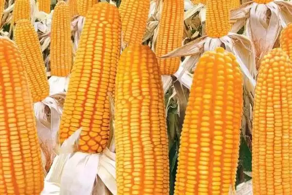 嵩玉619玉米种子特点，夏播生育期97-102天的生长周期插图1