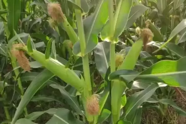 陇丰11玉米品种特性揭秘，玉米叶螨防治要点公布插图1