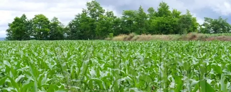 奶油香糯5号玉米种子登场，防涝抗旱防虫要点-会东网