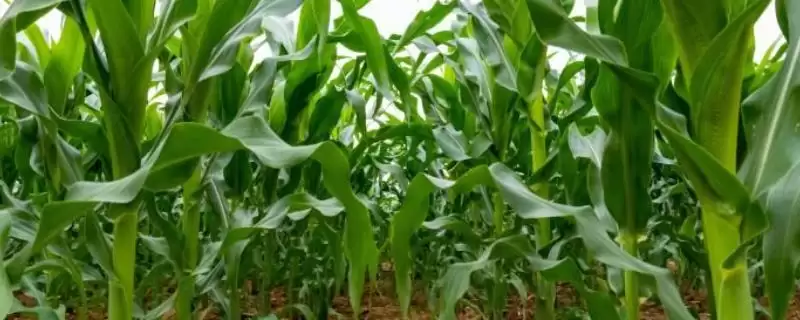 仁合319玉米种子简介，高淀粉玉米品种特点剖析-会东网