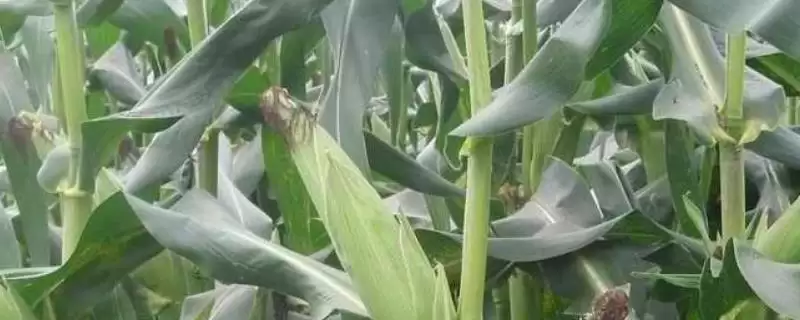 联达坤瑞522玉米种亮相,辽宁省春播128天生育期曝光-会东网