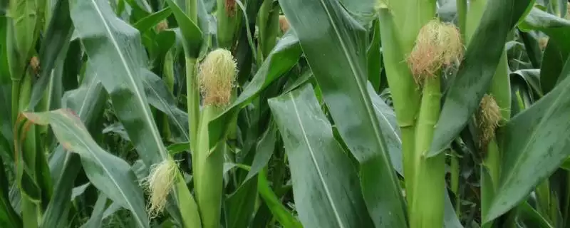 秋庆88（试验名称：秋庆88）玉米种子特点，云南省4-5月份最佳播种节令要点-会东网