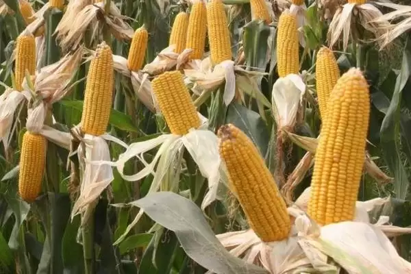 闽双甜7号玉米种登场，纹枯病中抗特性受关注插图2