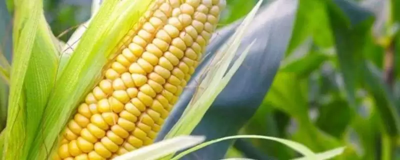 利民5号玉米种子特点揭秘，重要信息要点全面梳理-会东网