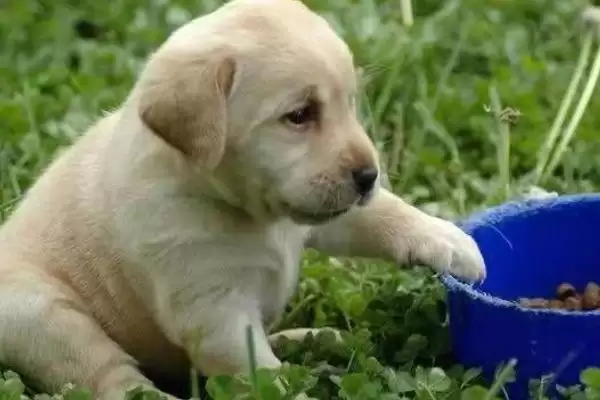拉布拉多幼犬饲养指南，少量多餐喂食原则要点解读插图1