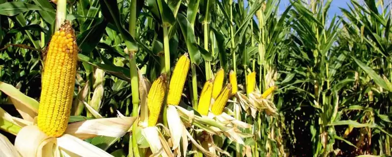 盘玉8号玉米种子如何？生育期153.1天需知晓-会东网
