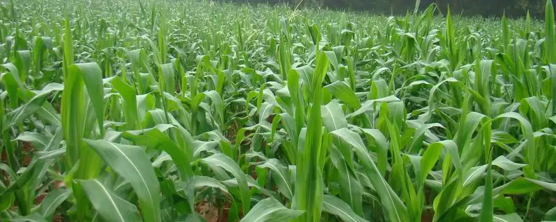 柳糯595玉米品种特性揭秘，关键信息要点全面解读-会东网
