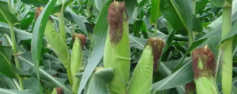 隆平928玉米品种上线,密度5500至6000株/亩数据曝光插图 隆平928玉米品种上线,密度5500至6000株/亩数据曝光插图