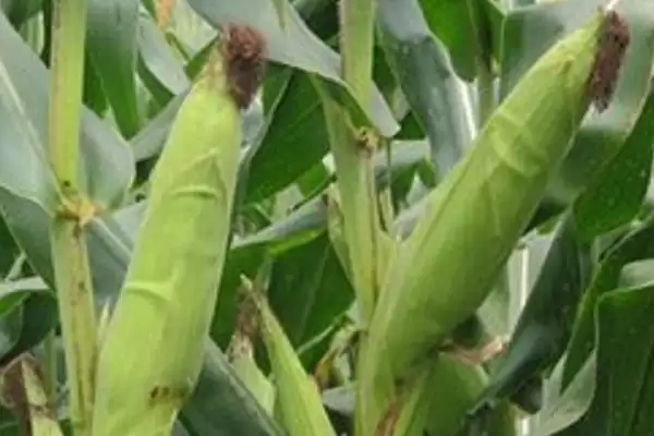 绥科玉702玉米种子介绍，在适应区4月30日左右播种插图2