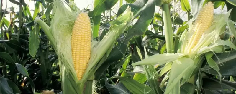 南玉34玉米种登场，春播107.0天平均生育期-会东网