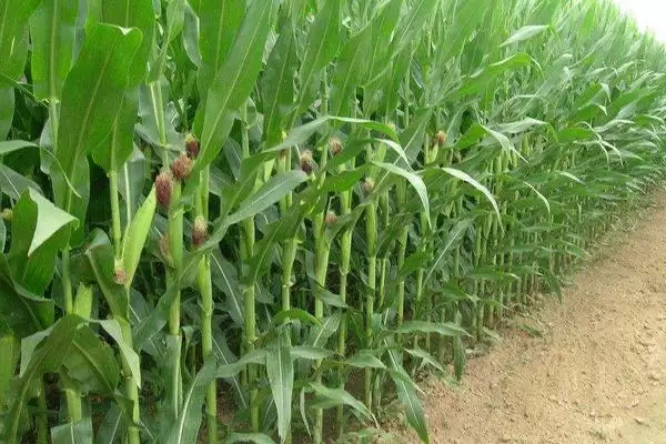 军育507玉米品种登场,中抗茎腐病特性要点公布插图1 军育507玉米品种登场,中抗茎腐病特性要点公布插图1