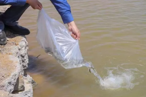 黔鱼是什么鱼，北美洲主要鲶鱼品种的详细介绍插图3