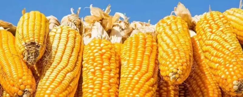 闽双甜7号玉米种登场，纹枯病中抗特性受关注-会东网