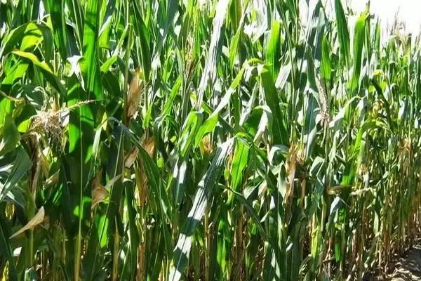 农大377玉米种登场，4500株亩左右适宜密度受关注插图1