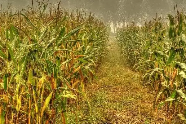 三盛382玉米种子简介,每亩5000株种植密度的确定依据插图3 三盛382玉米种子简介,每亩5000株种植密度的确定依据插图3