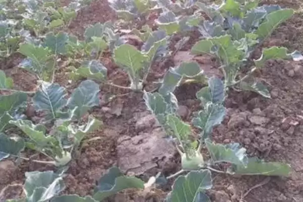 苤蓝怎么种植?如今种植的人为何比较少插图1 苤蓝怎么种植?如今种植的人为何比较少插图1