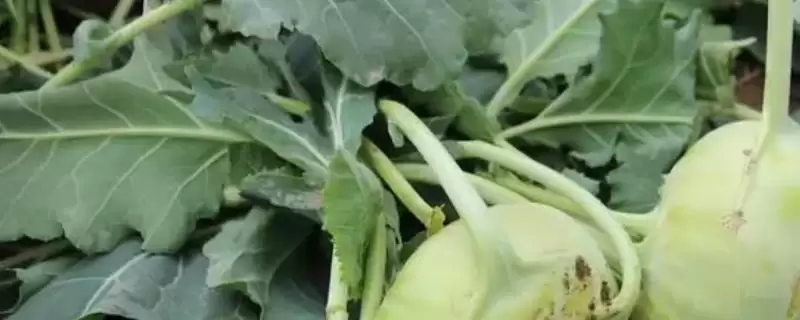 苤蓝怎么种植？如今种植的人为何比较少-会东网