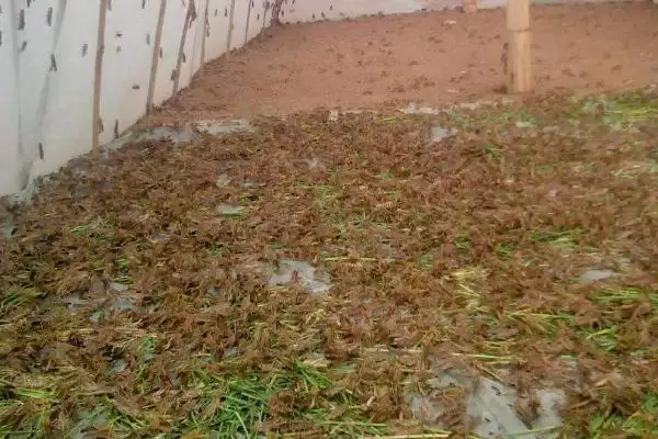 蚂蚱食物揭秘,以植物叶片为食特性受关注插图2 蚂蚱食物揭秘,以植物叶片为食特性受关注插图2