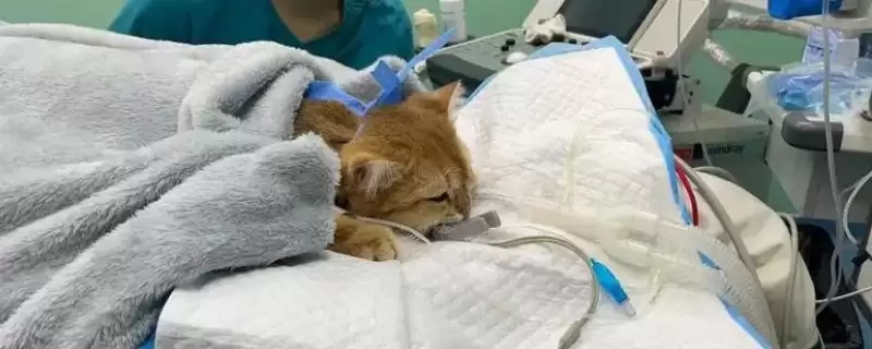 猫咪心肌肥大症危害揭秘,或致猫咪猝死风险解析-会东网