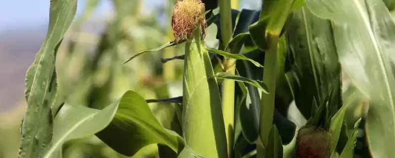 天玉606玉米品种介绍，选择中等以上肥力地块种植-会东网