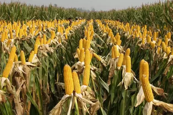 联创2号玉米种子特性揭秘,夏播97-99天生育期曝光插图3 联创2号玉米种子特性揭秘,夏播97-99天生育期曝光插图3