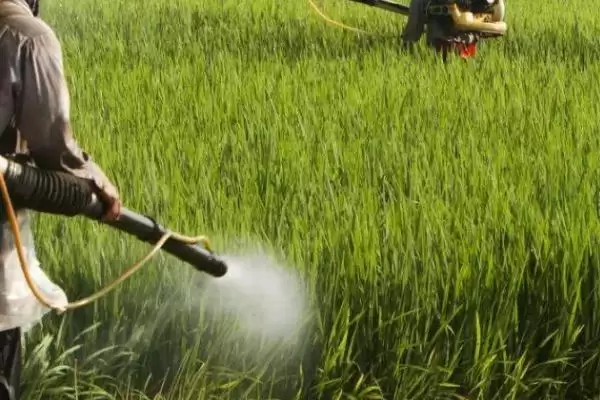 噻虫胺杀虫剂的优点,杀虫谱广持效期长优势剖析插图3 噻虫胺杀虫剂的优点,杀虫谱广持效期长优势剖析插图3