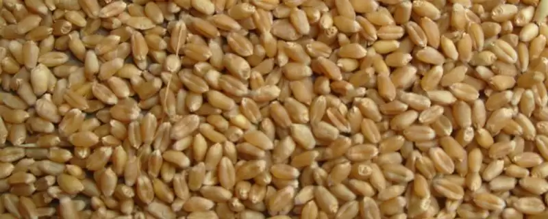 麦种存放年限揭秘,常温3-5年贮藏要点解读插图 麦种存放年限揭秘,常温3-5年贮藏要点解读插图