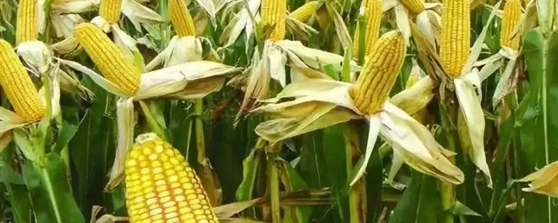 蠡玉262玉米种亮相，高抗小斑病特性亮点突出-会东网