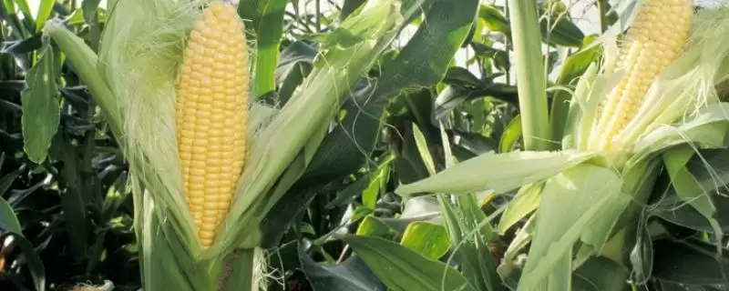 龙育10玉米种子上线，5月5日左右播种时间引关注-会东网