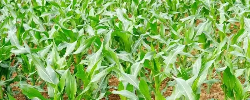 南甜糯601玉米种登场，3300株亩左右密度受关注-会东网