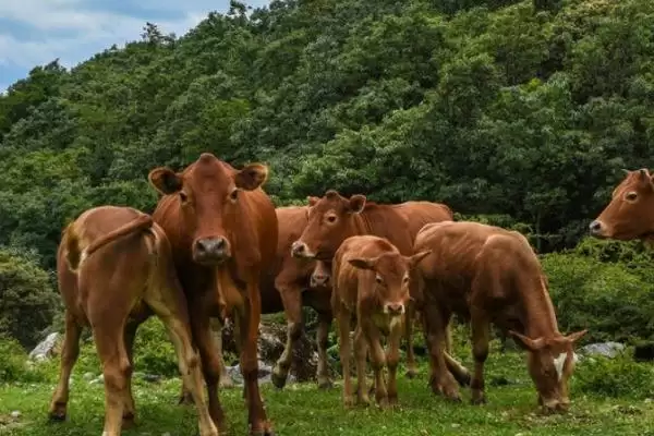 牛吃多玉米棒应对方法揭晓，尽快停喂要点需关注插图1