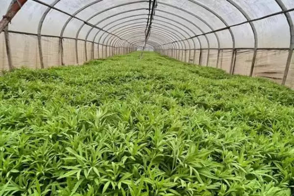 芦蒿种植技术大揭秘，肥沃沙壤土地种植为最佳选择插图6