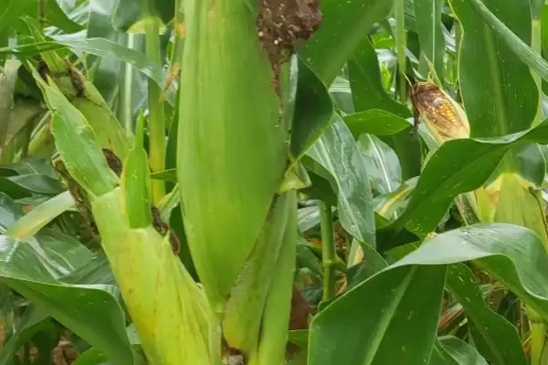 嫩单17玉米种子介绍，防治大斑病要点需关注插图2