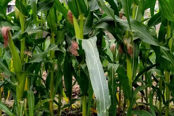 隆平928玉米品种上线,密度5500至6000株/亩数据曝光插图3 隆平928玉米品种上线,密度5500至6000株/亩数据曝光插图3