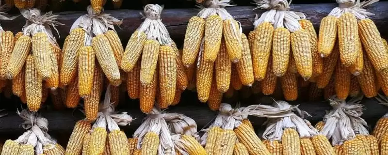 龙疆1号玉米品种登场，5月上旬播种时间引关注-会东网