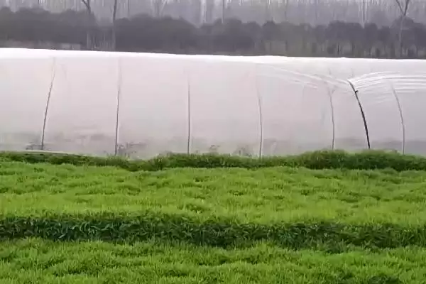 芦蒿种植技术大揭秘，肥沃沙壤土地种植为最佳选择插图4