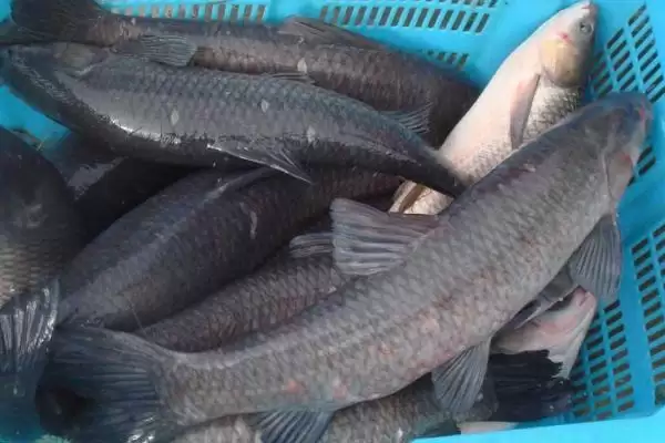 青鱼的钓法，4-6月和8-11月最佳垂钓时间解析插图1