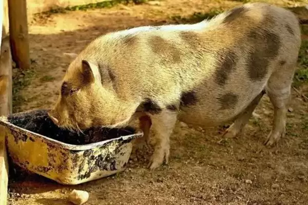 母猪日喂料量解析，配种当天1.6-1.8kg天要点插图2