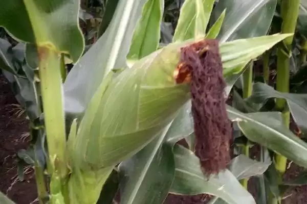 农科大1号(陕单2552)玉米种子亮相,夏播99天左右生育期插图3 农科大1号(陕单2552)玉米种子亮相,夏播99天左右生育期插图3