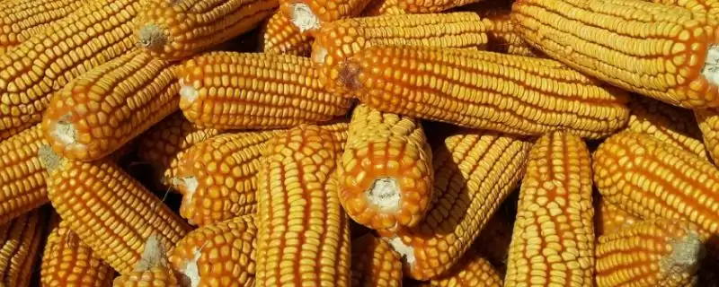 美玉甜002号玉米种子登场，高抗小斑病优势受瞩目-会东网