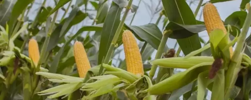 科沃8901玉米种子登场，每亩种植密度4500株数据公布-会东网