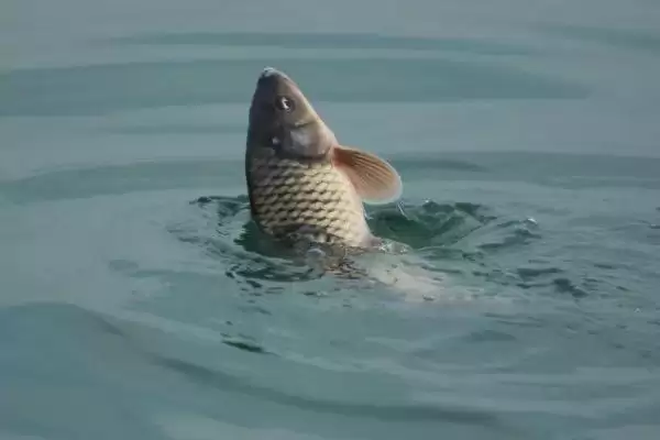 水库钓鲤鱼的实用饵料，冬季用荤饵夏季用素饵的选择依据插图1